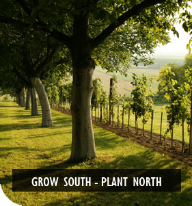 New Zealand Native Plant Nursery