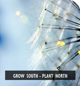 New Zealand native seed