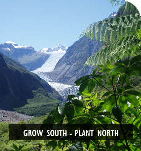 New Zealand Native Plant Nursery