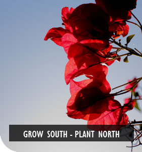 New Zealand Native Plant Nursery