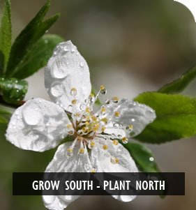 New Zealand Native Plant Nursery