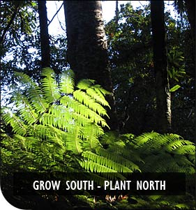 New Zealand Native Plant Nursery